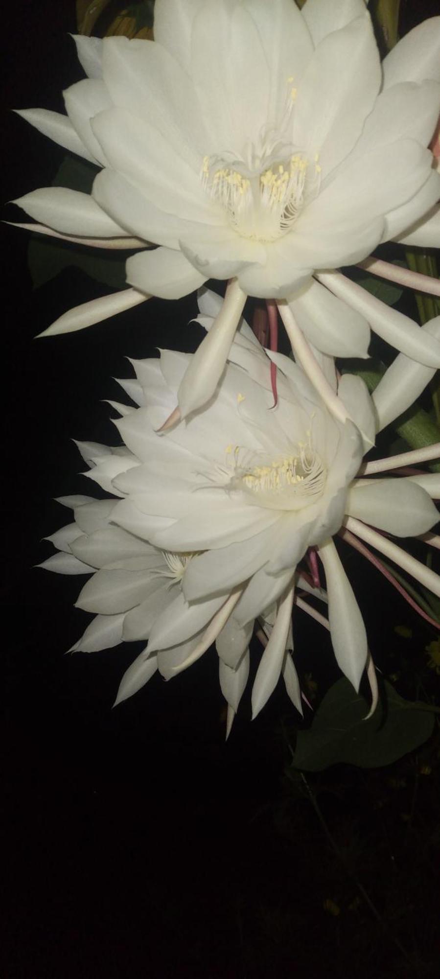 Karleta Ruteng